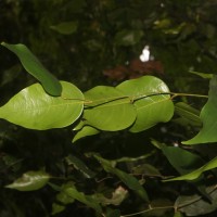 Hopea brevipetiolaris (Thwaites ex Trimen) P.S.Ashton